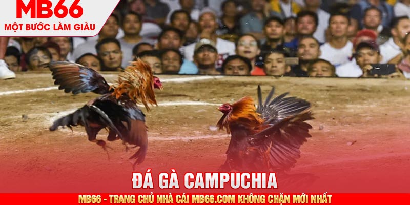 Đá gà Campuchia - Giải C1 đầy kịch tính